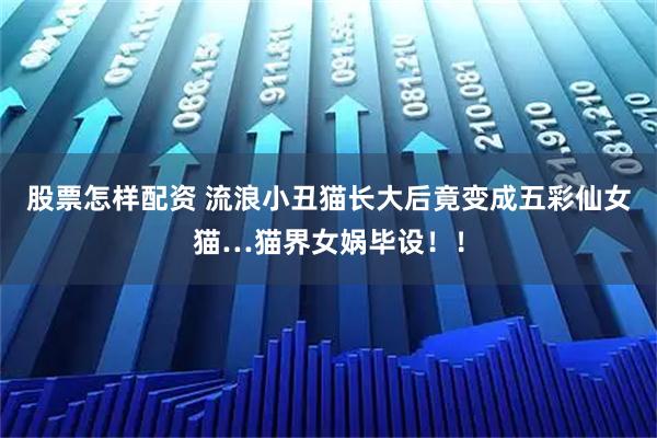 股票怎样配资 流浪小丑猫长大后竟变成五彩仙女猫…猫界女娲毕设！！